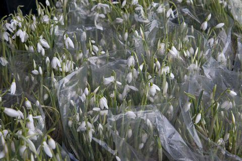 Vesker av Galanthus (snøklokke) klare for salg