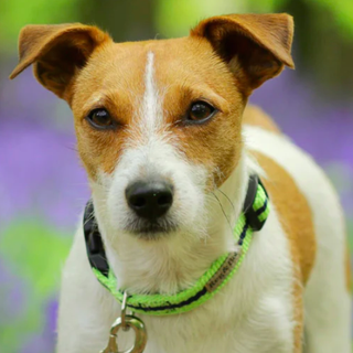 Hundehalsbånd i Lime og Navy Stripe