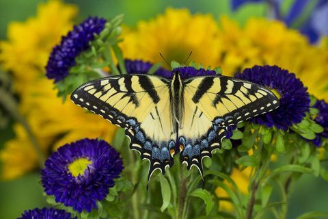 Swallowtail sommerfugl