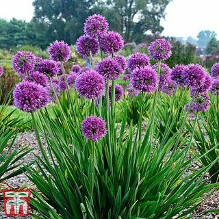 Allium 'Lavender Bubbles' prydløk