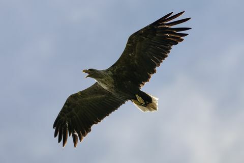 White-Tailed Eagles Monitored Ahead For Reintroduction Project