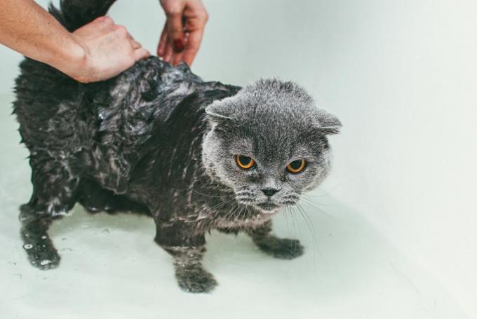 beskårne hender på kvinne som vasker grå skotsk katt i badekaret, fokuserer på kroppen og lar hodet stå tørt