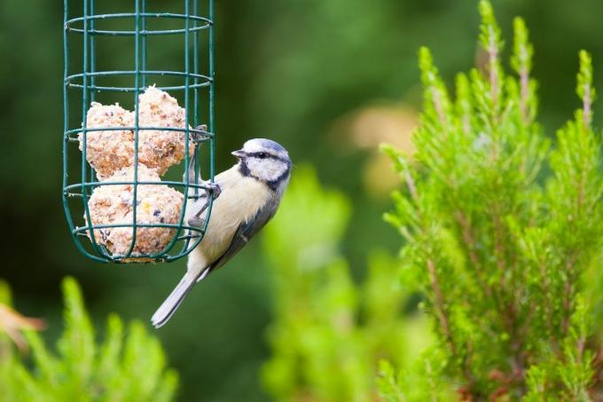 fugl, nebb, fugleforsyning, fuglemater, fuglemat, dyreliv, chickadee, plante, perching fugl, hale,