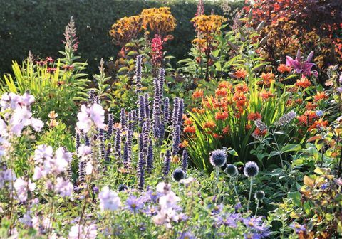 Dunvorist Cottage, Angus, Herbaceous Perennials - Scotland's Gardens Scheme