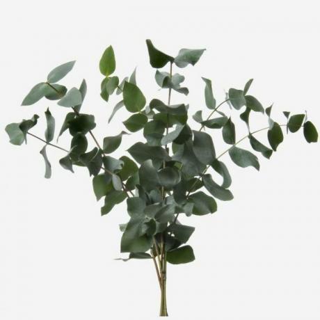 Grønt Cinerea Eucalyptus løvverk