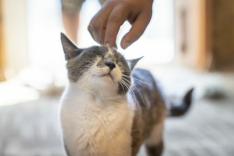 katten er litt klørt på hodet med en menneskelig hånd dyret er glad et bilde i det tilgjengelige lyset hjemme