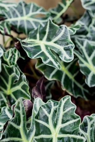 populære potteplanter alocasia plante