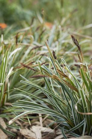 spraglete blader av Carex oshimensis-plante