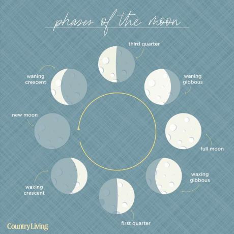 diagram med åtte månefaser, starter med nymåne, arrangert i sirkel med pil som indikerer bevegelse mot klokken