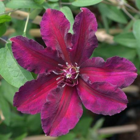 Clematis 'Meghan' - RHS