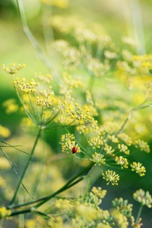 dill plante blomst