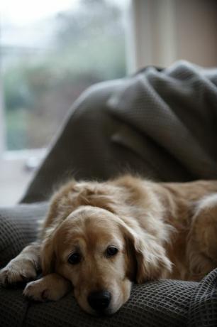 golden retriever hund liggende på sofaen