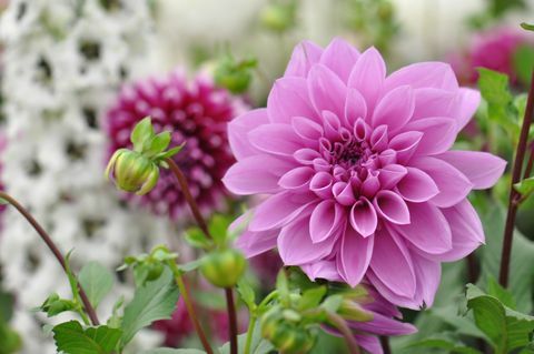 dahlia blomst