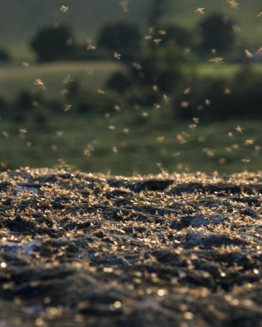 flyvende maurs dag 2022