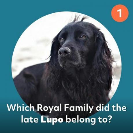 lupo kongefamiliehund