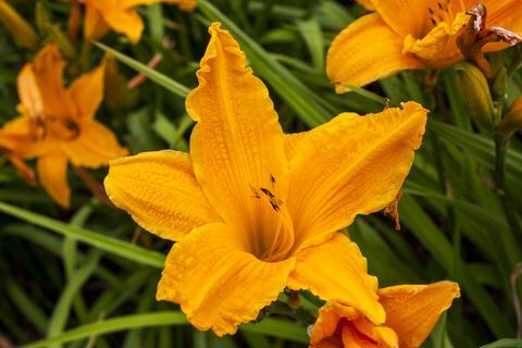 Hemerocallis 'Burning Daylight'