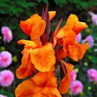 Canna 'Wyoming'