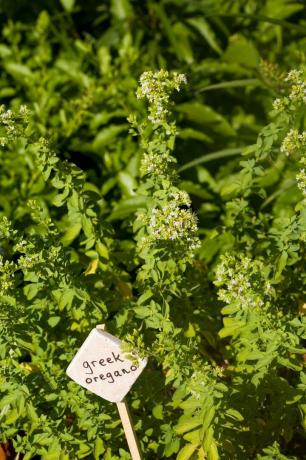 Bunndekker, urt, ettårig plante, busk, underbusk, plantestamme, plantasje, flerårig plante, urteaktig plante, brenneslefamilie, 