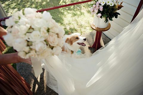 Hund i bryllupsmottakelse