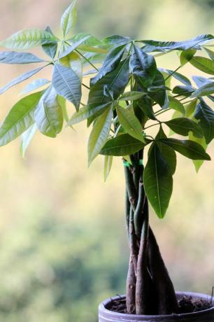 populære potteplanter penger tre plante