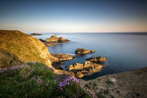 Ville blomster på klippene på Pembrokeshire-kyststien ved Nine Wells nær St. Davids, Wales