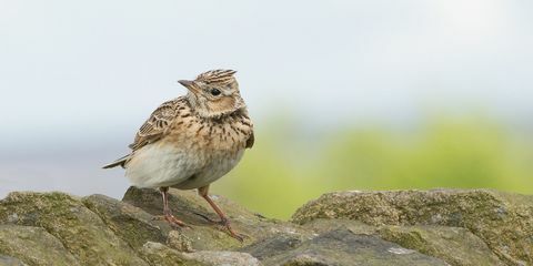 Skylark på rock