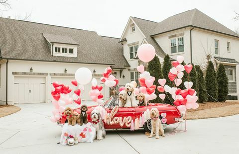 den doodle troppen hunden valentines day