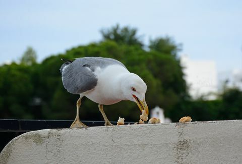 Måke spiser brød, Albufeira, Portugal.