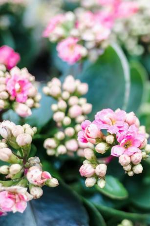 populære potteplanter rosa kalanchoe blomst