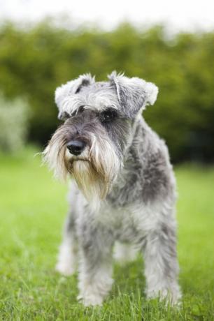 miniatyr schnauzer