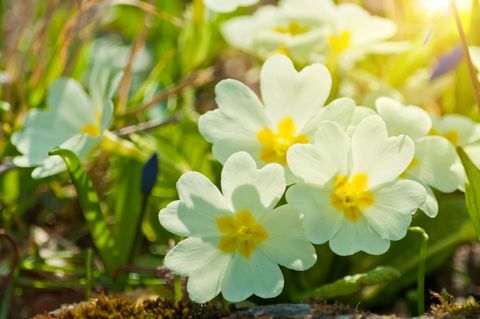 primroses på marsj i sollys