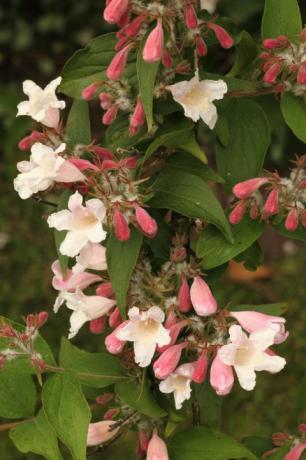 nærbilde av blomstene til en abelia-busk