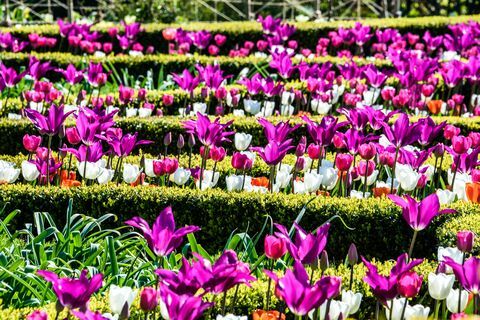 Årlig Tulip Festival 2017 - Arundel Castle