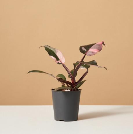 Philodendron Pink Princess, 4-tommers gryte