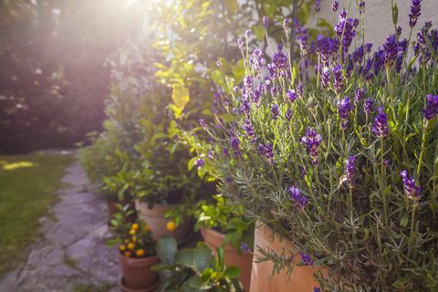 Potteplanter foran huset, lavendel