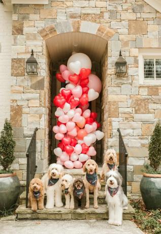 at dood squad valentines day hunder på stoop