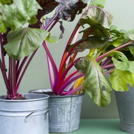 dyrke frukt og grønnsaker i post chard