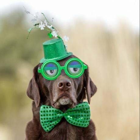 Chocolate Labrador iført morsomme briller på St. Patrick's Day