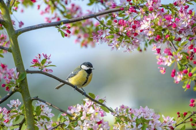 en blåmeis hagefugl parus major hviler på grenen til et krabbeepletre med vårblomst