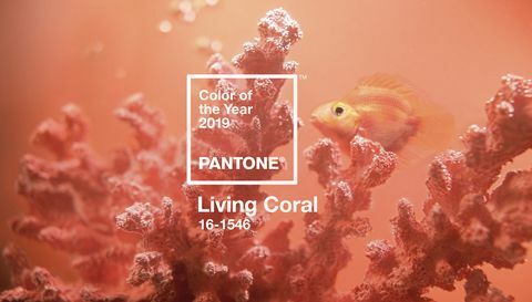 Årets Pantone-farge 2019 - Living Coral