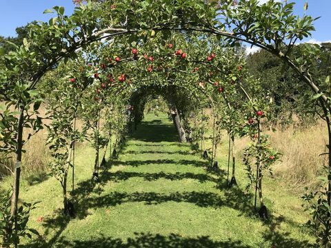 eplebuegangene ved cliveden, tatt vare på av den nasjonale trusten