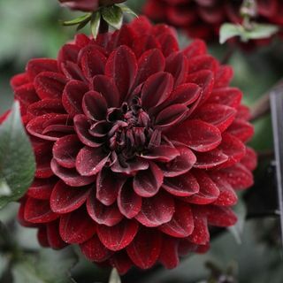 Dahlia 'Karma Choc' (PBR)