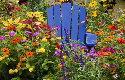 Hvordan forberede hagen din for våren Stol i midten av farge årlige blomsterplanter