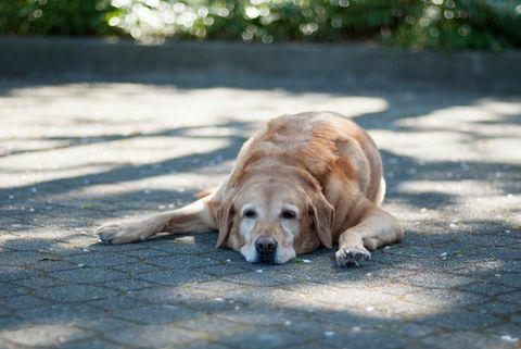 hund som ligger i skyggen