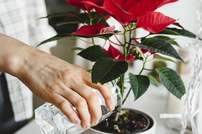 kvinne som vanner julestjerneplante på vinduskarmen hjemme