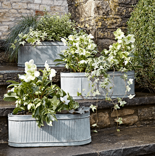 Tre ovale trogeplanter