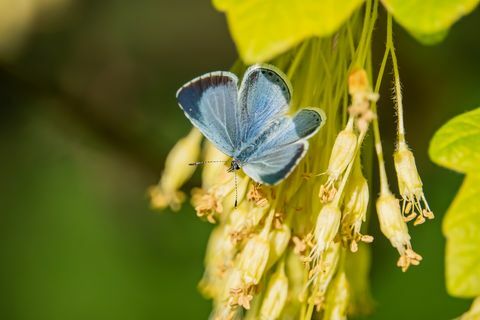 kristtorn blå sommerfugl på lønn blomster på våren