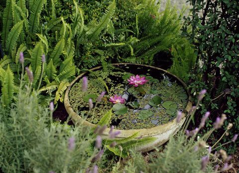 Liten containerdam i en hage med rosa liljer: Vannbaserte planter i en skål av keramikk omgitt av lavendel og eviggrønn