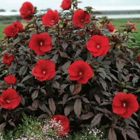 'Midnight Marvel' Hardy Hibiscus