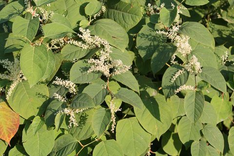 japansk knotweed